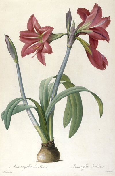 Amaryllis brasiliensis (Amaryllis brésilien), 1816 - Pierre Joseph Redouté